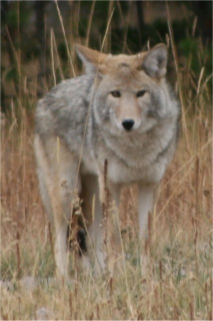 Coyote